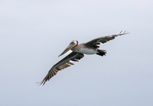 A Pelican in flight