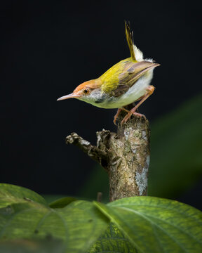 Beautiful Common tailorbird female close-up portraiture photograph, dark background, Cute Tailor bird brightly illuminated.