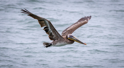 A Pelican in flight