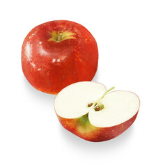 リアルなタッチのリンゴのイラスト