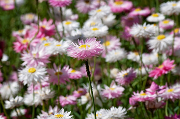 field of daisies