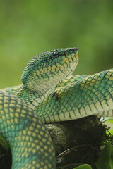 Obraz premium snake, viper, borneo viper, close up face of borneo viper