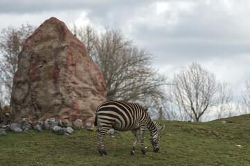 Fototapeta na wymiar zebra in the field
