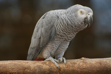 close up of a parrot