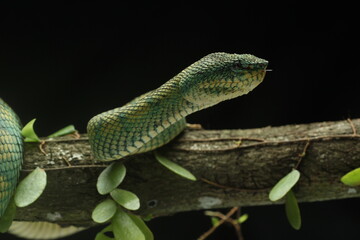 snake, viper, kalimantan, viper snake native to the island of Kalimantan Indonesia, on a black background