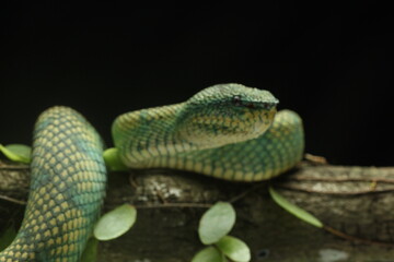 snake, viper, viper snake native to the island of Kalimantan, Indonesia, on a black background