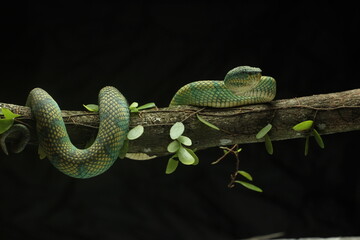 snake, viper, viper snake native to the island of Kalimantan, Indonesia, on a black background