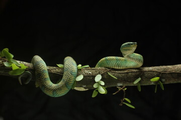 snake, viper, viper snake native to the island of Kalimantan, Indonesia, on a black background