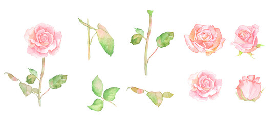 水彩で描いたバラの素材セットイラスト