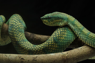 Fototapeta premium snake, viper, viper snake native to the island of Kalimantan, Indonesia, on a black background