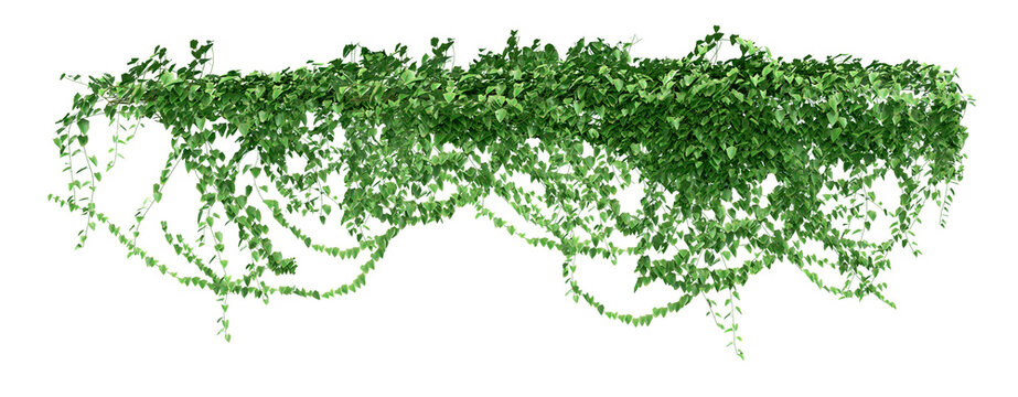 A trail of realistic ivy leaves or Ivy green with leaf. Png transparency