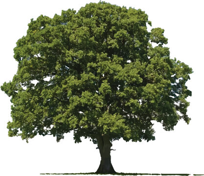 Tree PNG on transparent background with shadow