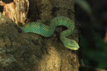 snake, viper, viper snake native to the island of Kalimantan, Indonesia