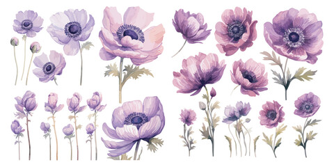 watercolor purple anemone flower clipart for graphic resources - obrazy, fototapety, plakaty