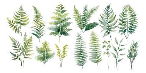 watercolor fern clipart for graphic resources - obrazy, fototapety, plakaty