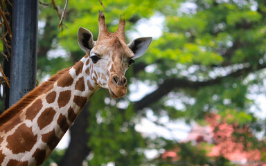 portrait of a giraffe
