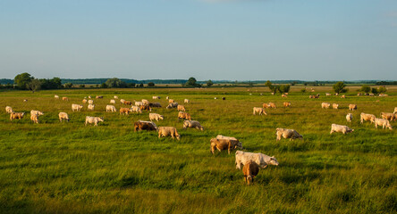 cow herd