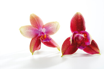 Fototapeta na wymiar orchids close up