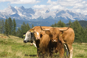 Fototapeta na wymiar salzburger land cattle on pasture