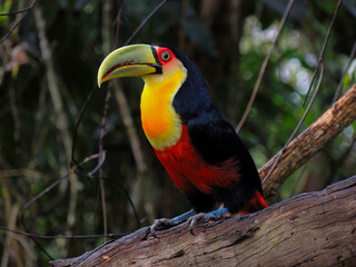 Naklejka premium Brazilian green-billed toucan