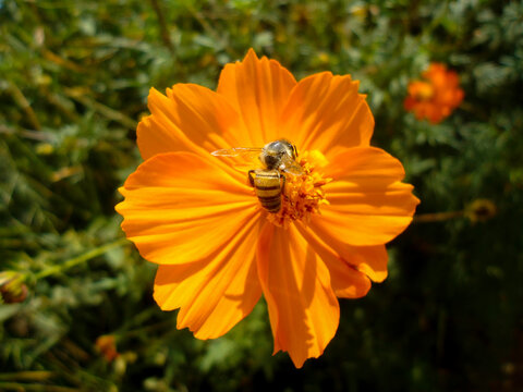 Bee collecting pollen on a yellow flower.