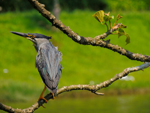 Gray bird perched on a branch hunting.