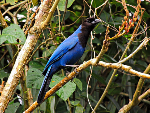 Blue and black bird perched on a branch.