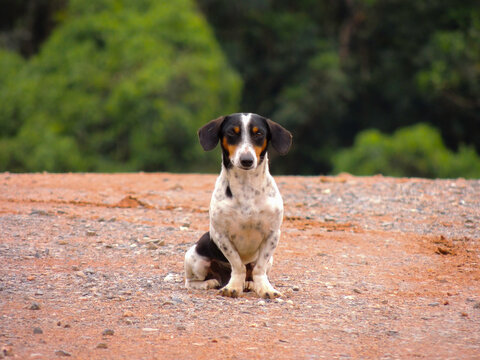 Dog sitting in the middle of a dirt road, staring straight ahead