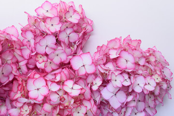 Fototapeta premium 白背景にピンクの紫陽花の花、ピンクのアジサイ