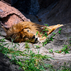 岩の上に寝そべっているライオンが片目を開いている