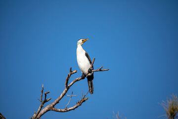 A little pied cormorant sitting on a tree branch