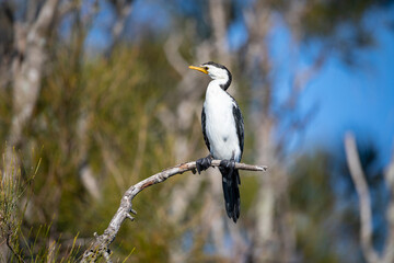 A little pied cormorant sitting on a tree branch