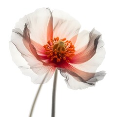 A white and orange poppy flower against a white background, in the style of layered translucency, light black and pink, traditional photographic techniques, graceful lines, dark crimson and gray, AI