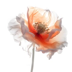 A beautiful flower is depicted against a white background, in the style of ethereal portraiture, orange and gray, photo, translucent layers, organic and flowing forms, backlit photography, AI