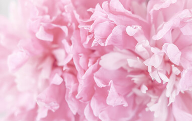 White pink peony petals. Soft focus. Abstract floral background for holiday design
