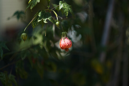 The blossom of Abutilon striatum. Its flower is known for resembling a red Chinese lantern.