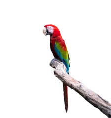 Foto op Aluminium Beautiful Red parrot Scarlet Macaw parrot isolated on white background. with clipping path. © pornpun