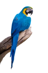 Stoff pro Meter blue and yellow macaw. parrot sitting on the branch isolated on white background with clipping path. © pornpun