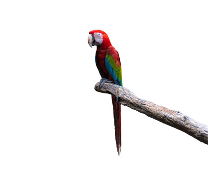 red parrot scarlet macaw parrot sitting on the branch isolated on white background with clipping path.