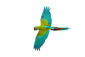 Beautiful of Great green macaw flying isolated on transparent background png file	 - obrazy, fototapety, plakaty