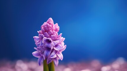 Fototapeta na wymiar close up of hyacinth