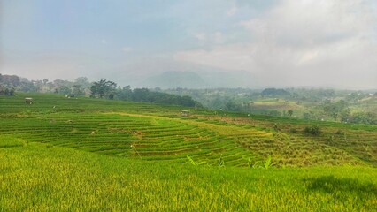 Fototapeta premium Indonesian rice fields in hill area using unique method called 'Terasering'