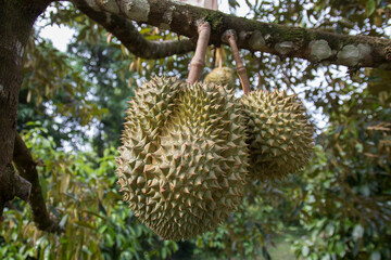 fruit tree