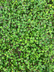 water surface overgrown with water, Beautiful living mat of many small tiny leaves of green liverwort ground cover in a garden. A beautiful soft green background texture viewed from above