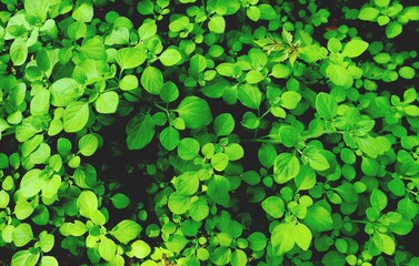 草むらの俯瞰イメージ