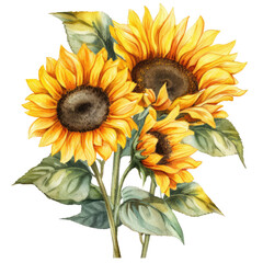 Fototapeta na wymiar Watercolor Sunflower llustration transparent background, PNG ,Generative AI