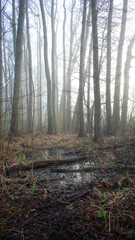 Obraz premium Nebel am Morgen im Wald