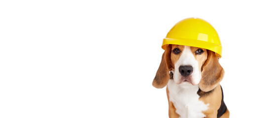 A beagle dog in a construction helmet on a white isolated background. Happy Labor Day Holiday....