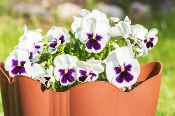 Blooming flowers of white and lilac pansies in a large plastic flowerpot.
