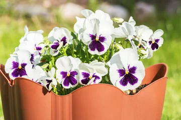 Poster Blooming flowers of white and lilac pansies in a large plastic flowerpot. © Ludmila